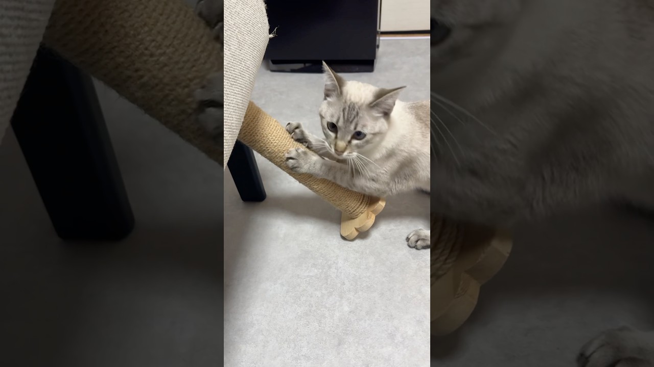 つめとぎドキドキ！　#シャムトラ #元保護猫 #シャムミックス  #cat #猫耳 #kitten  #猫耳 #siamesemix