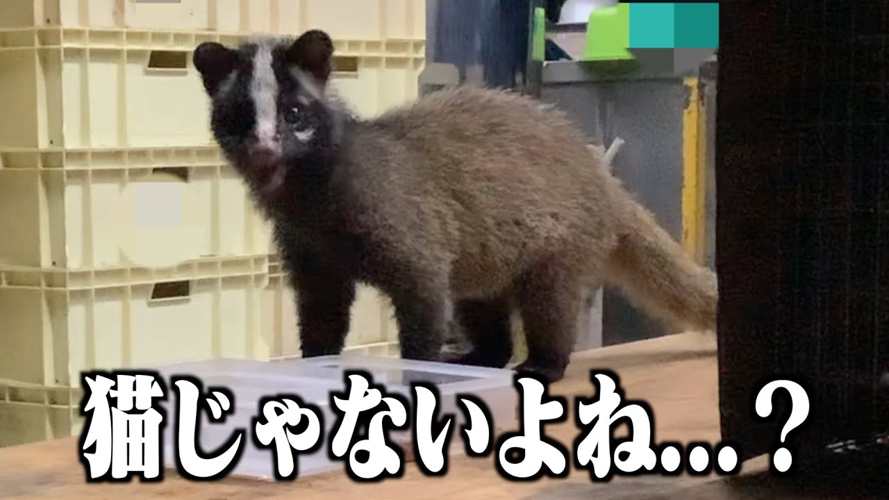 【猫違い】工場に迷い込んだ子猫を保護しようとしたら何か来たww