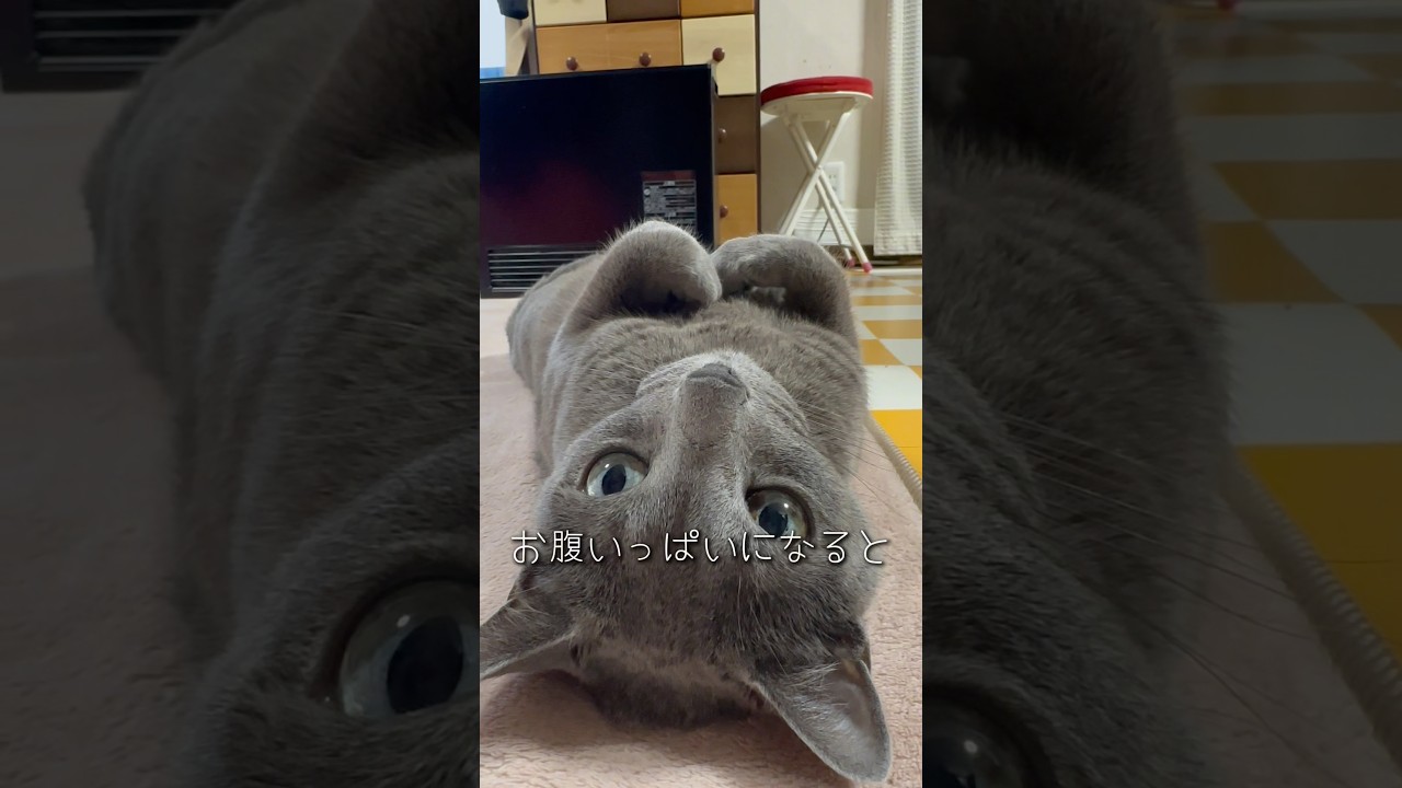 【ロシアンブルー】めろんいつも通りのおねだりといつも通りのゴロン🤗【猫】#shorts