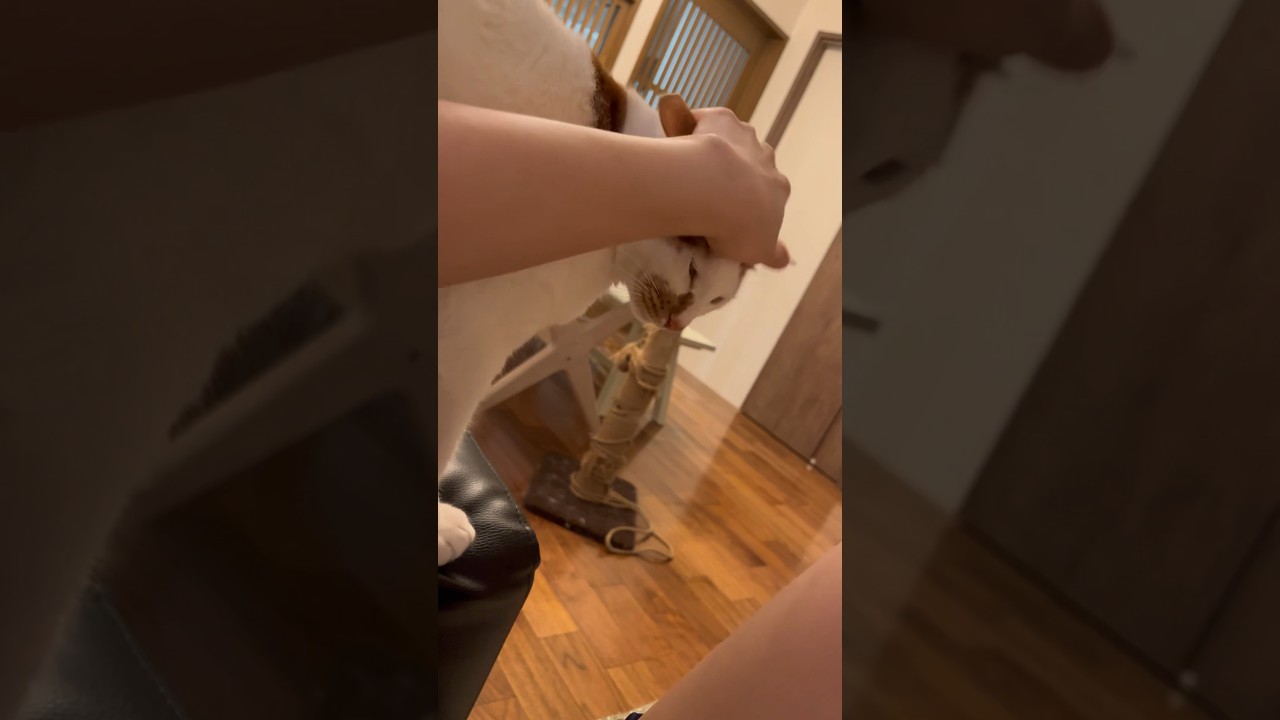 今日もだる絡みに耐える猫 #cat #保護猫 #日本猫