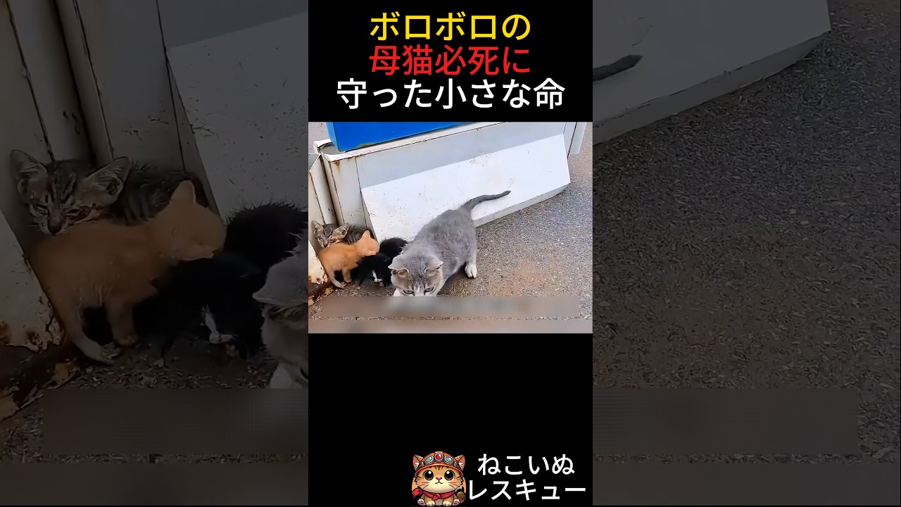 ボロボロの母猫、必死に守った小さな命