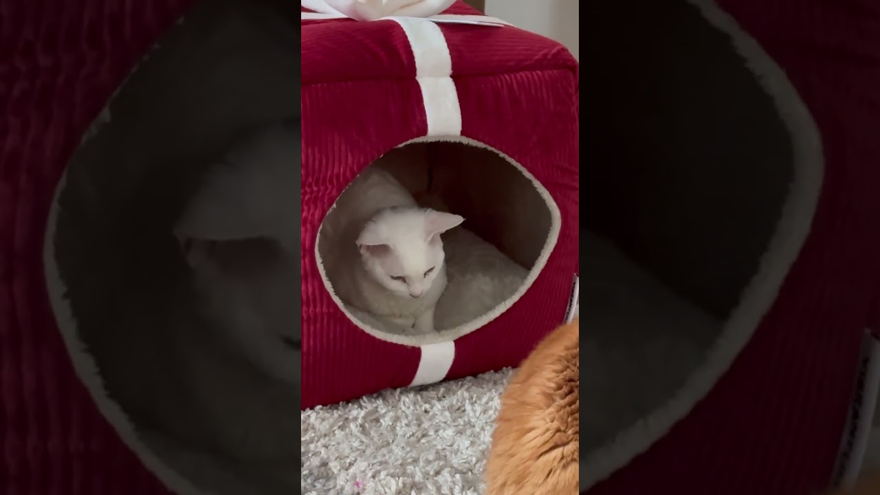 This bed is mine now, Sister! 😼