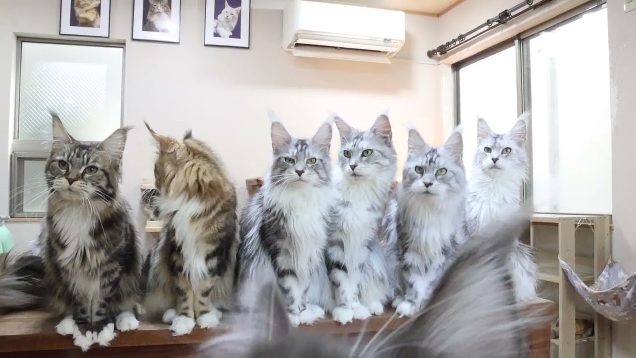 猫じゃらしに釣られメインクーン大集合