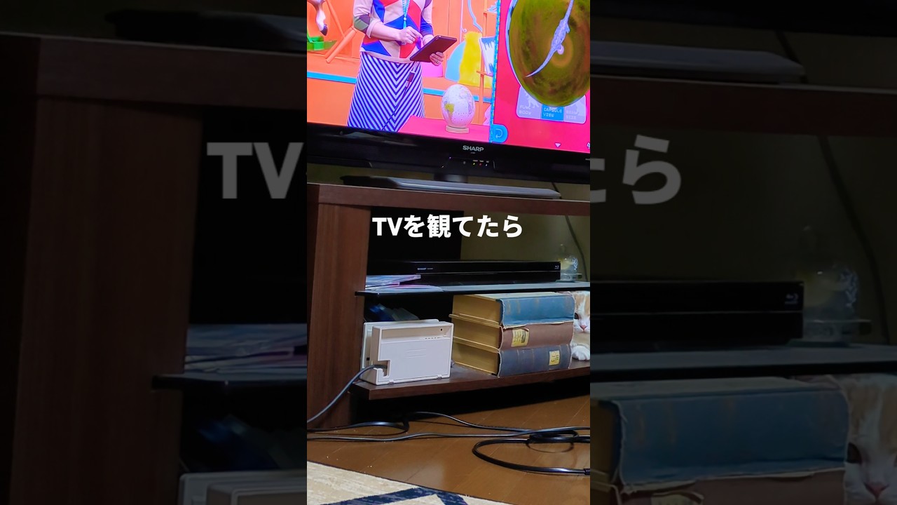 【スコティッシュフォールド】TVに集中出来ない理由#猫 #スコティッシュフォールド#cat #short