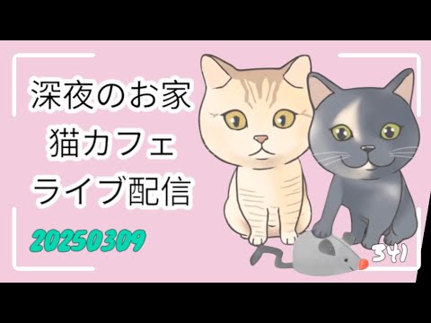 深夜のお家猫カフェライブ配信 ３４１