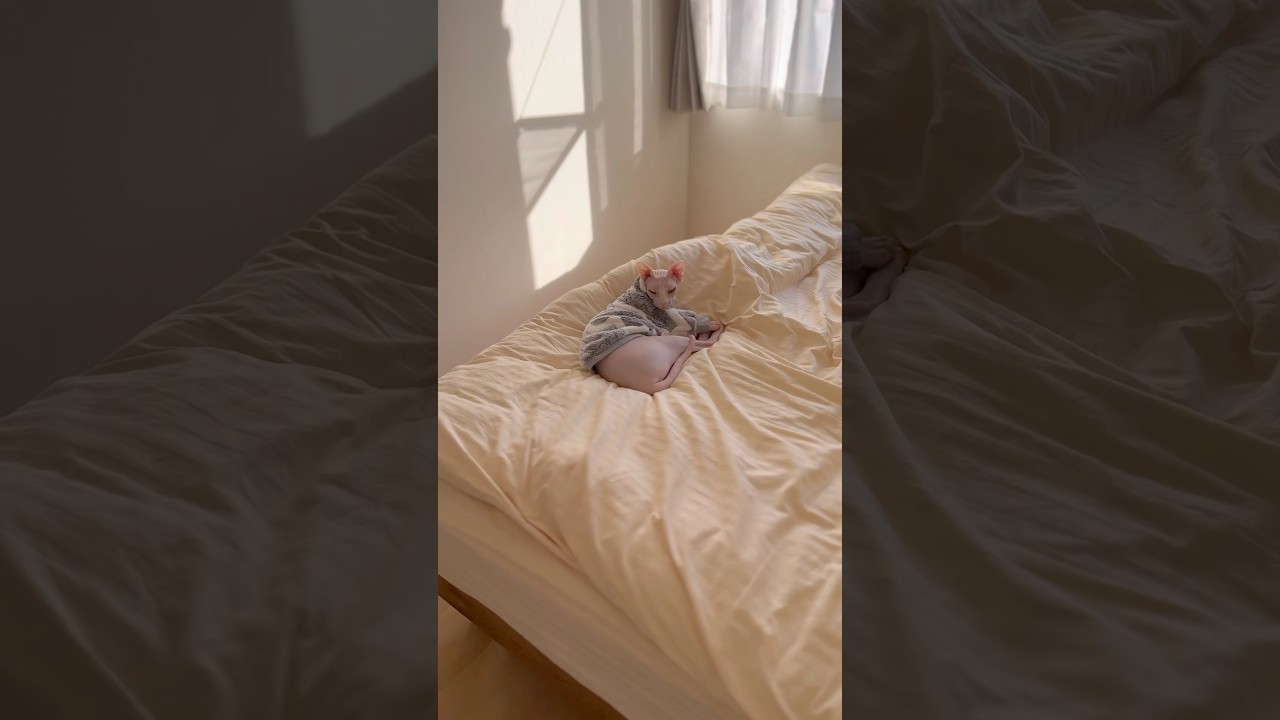 毛のない猫の可愛い手とお尻と顔【スフィンクス】