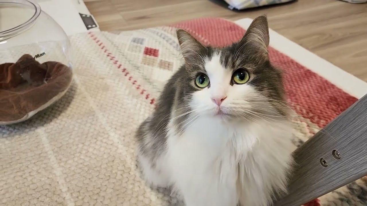 オヤツのときはマシマシで甘えるノルウェージャンフォレストキャット【鳴き声ぐるにゃ】