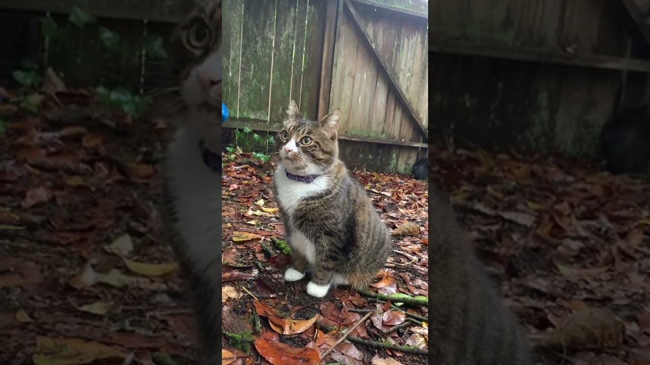 Manx cat listening in on birds.I ended up enjoying the sounds with her as well as her reactions.