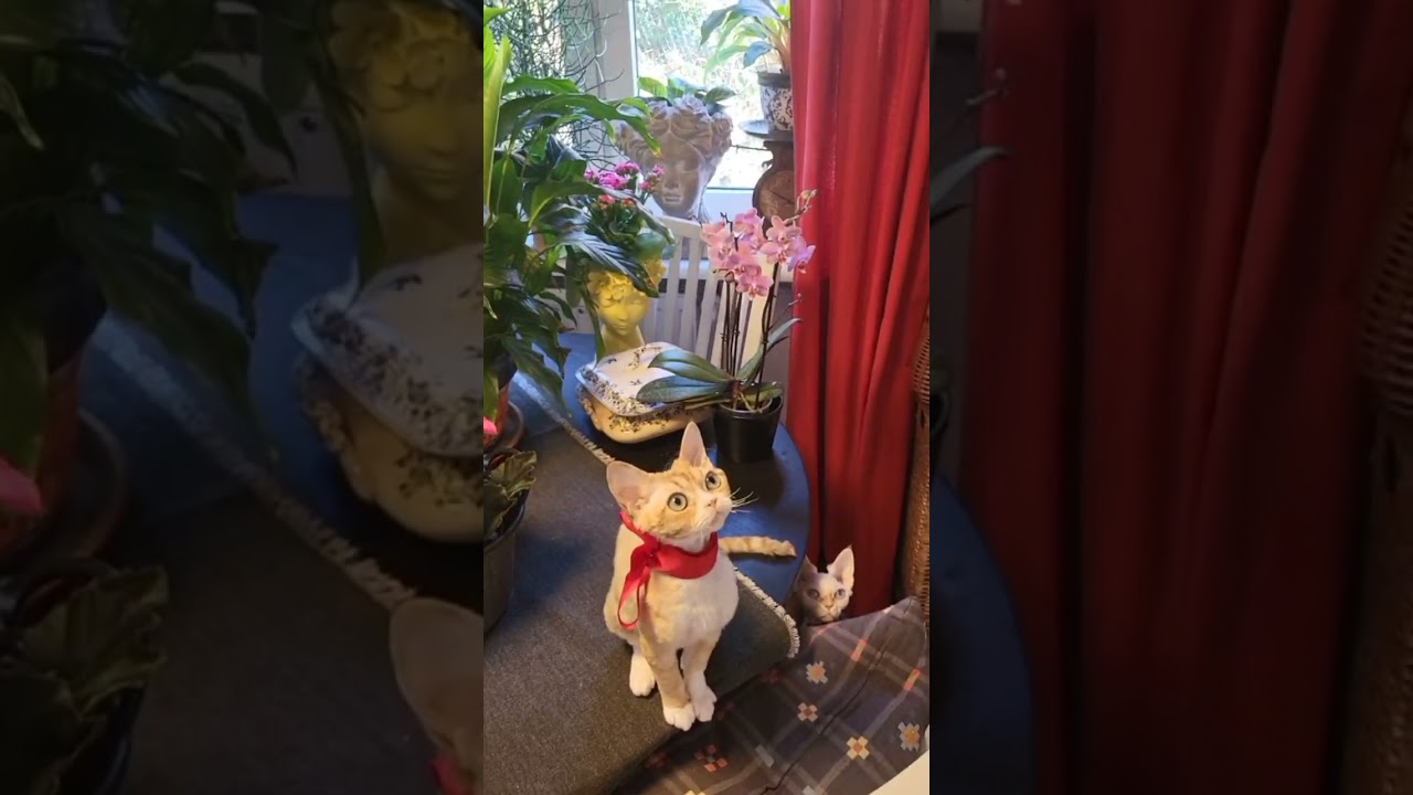 I love Devon Rex in the Women International day #cat #kitten #cute #devon #devon rex