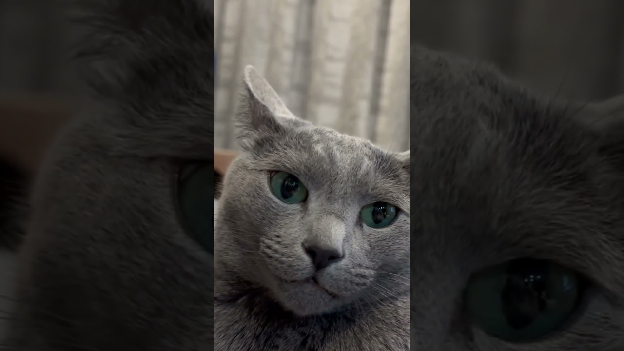 ロシアンブルー|物足りない顔をする猫|Russian Blue cat