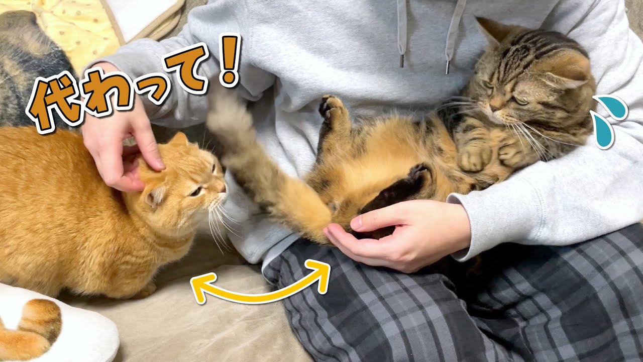弟猫を可愛がっていたらいつの間にか兄猫とすり替わってました…！？