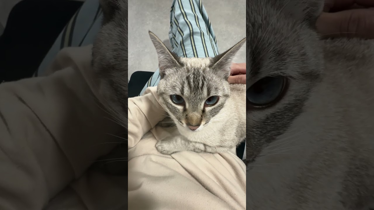 まったりタイム　#シャムトラ #元保護猫 #シャムミックス  #cat #猫耳 #kitten  #猫耳 #siamesemix