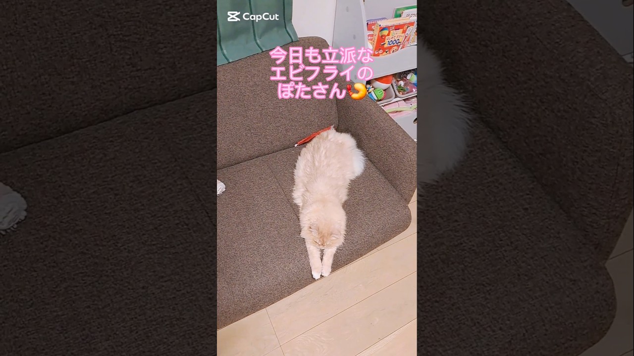 【保護猫】エビフライになるのは全力の猫