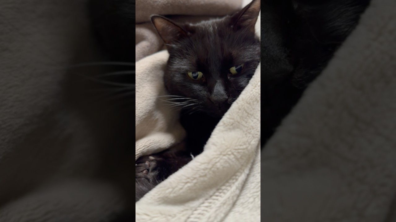 👀😺 #cat