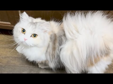 家族を格付けしてくる天然もふもふ愛猫【スコティッシュフォールド】