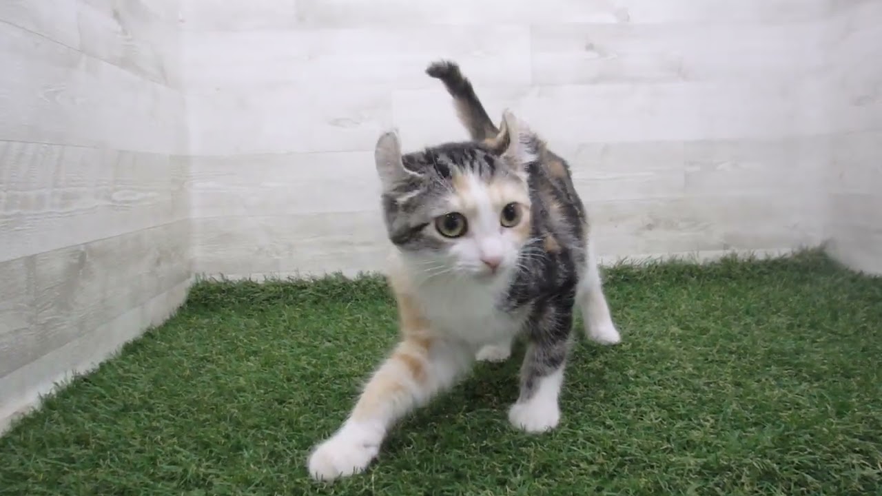 Coo&RIKU　No00706381 アメリカンカール