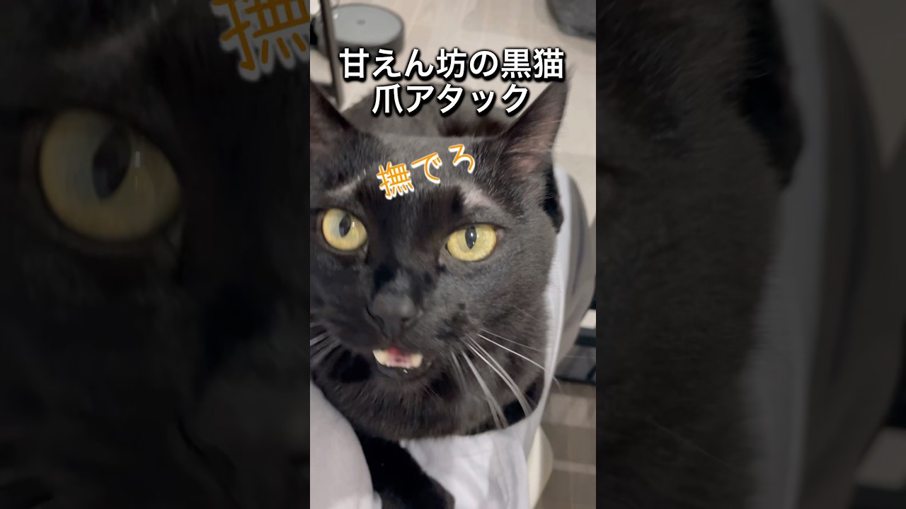 おねだりつーちゃん爪攻撃 #黒猫 #猫  #cat #猫のいる暮らし #猫の鳴き声