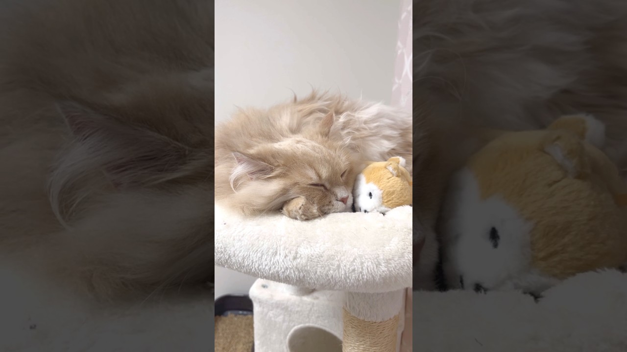 眠くなったら寝る!! #shorts #猫 #サイベリアン