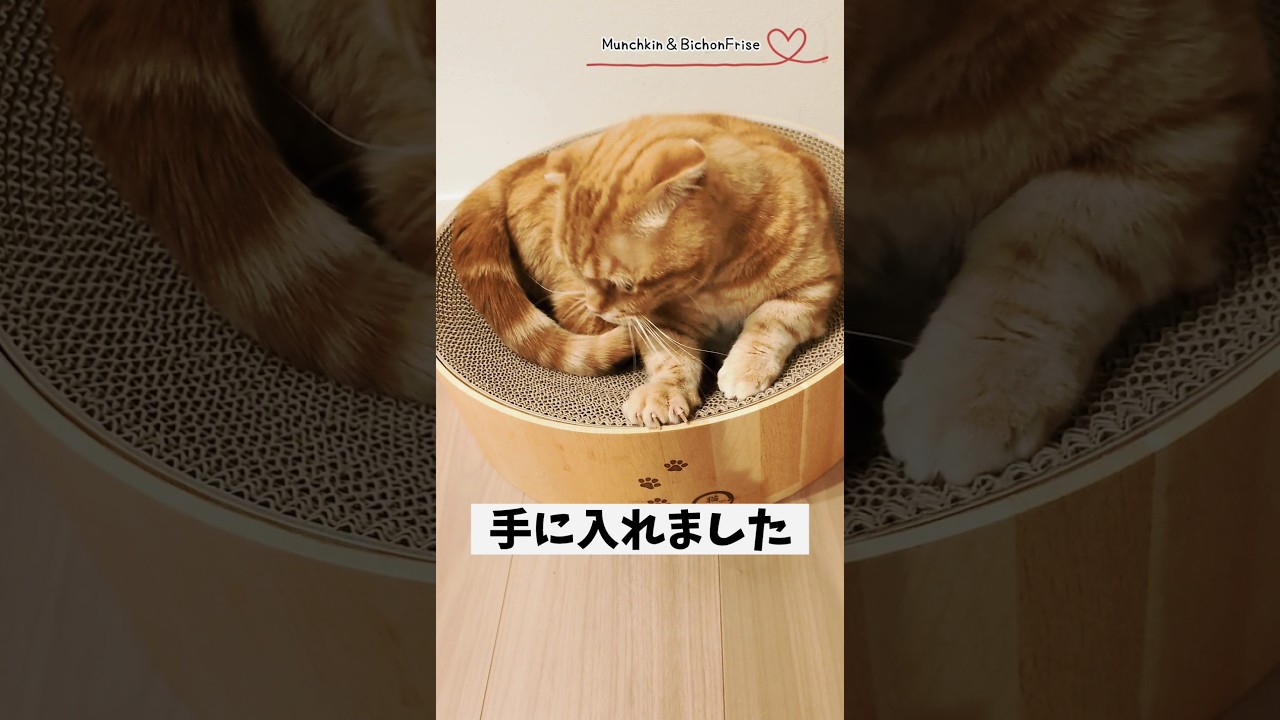 【マンチカン】新しい爪とぎベッドが気に入った短足猫