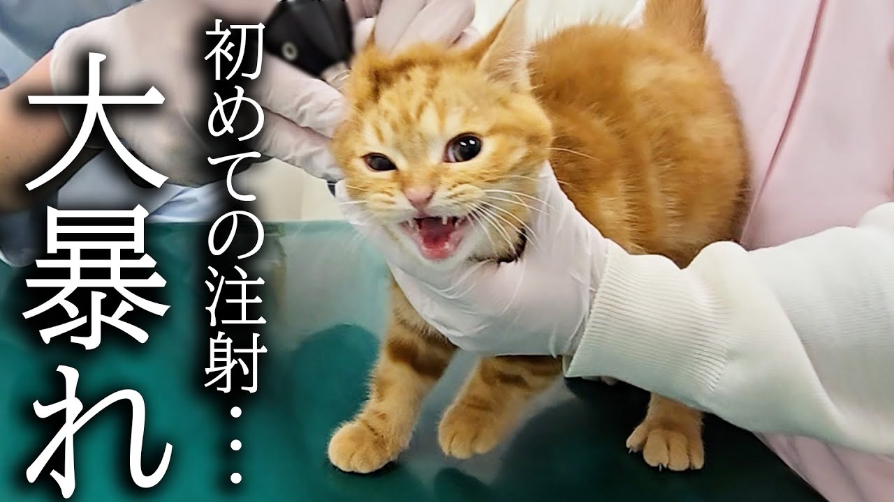 初めての注射に子猫が全力で抵抗して病院がとんでもないことに...