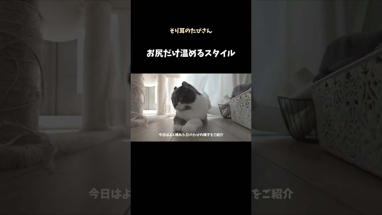 お尻だけ温める珍しいアメリカンカール