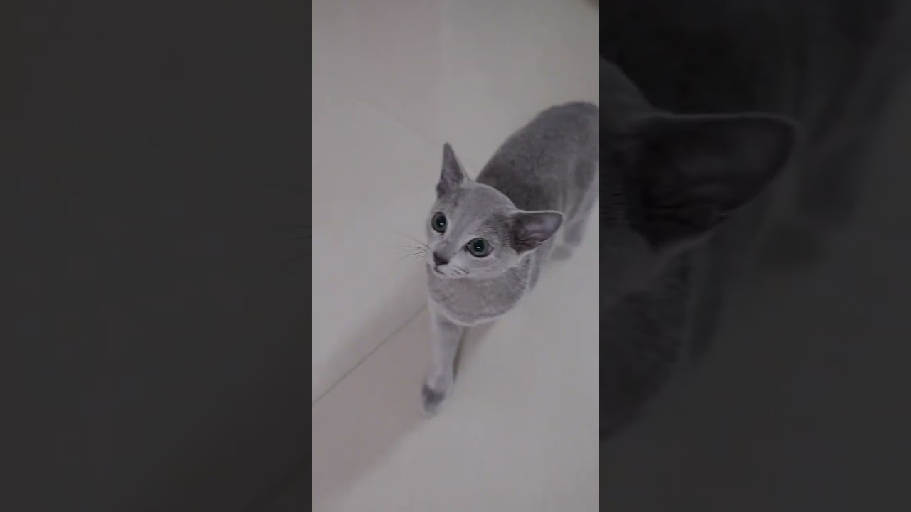 so Beautiful 😍 #cat  #pets  #shorts