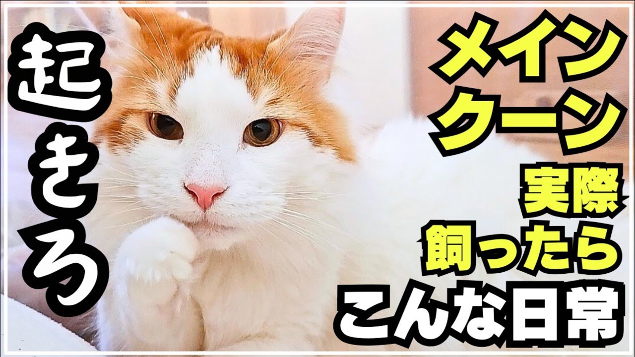 寝起きメインクーンで始まる我が家の日常