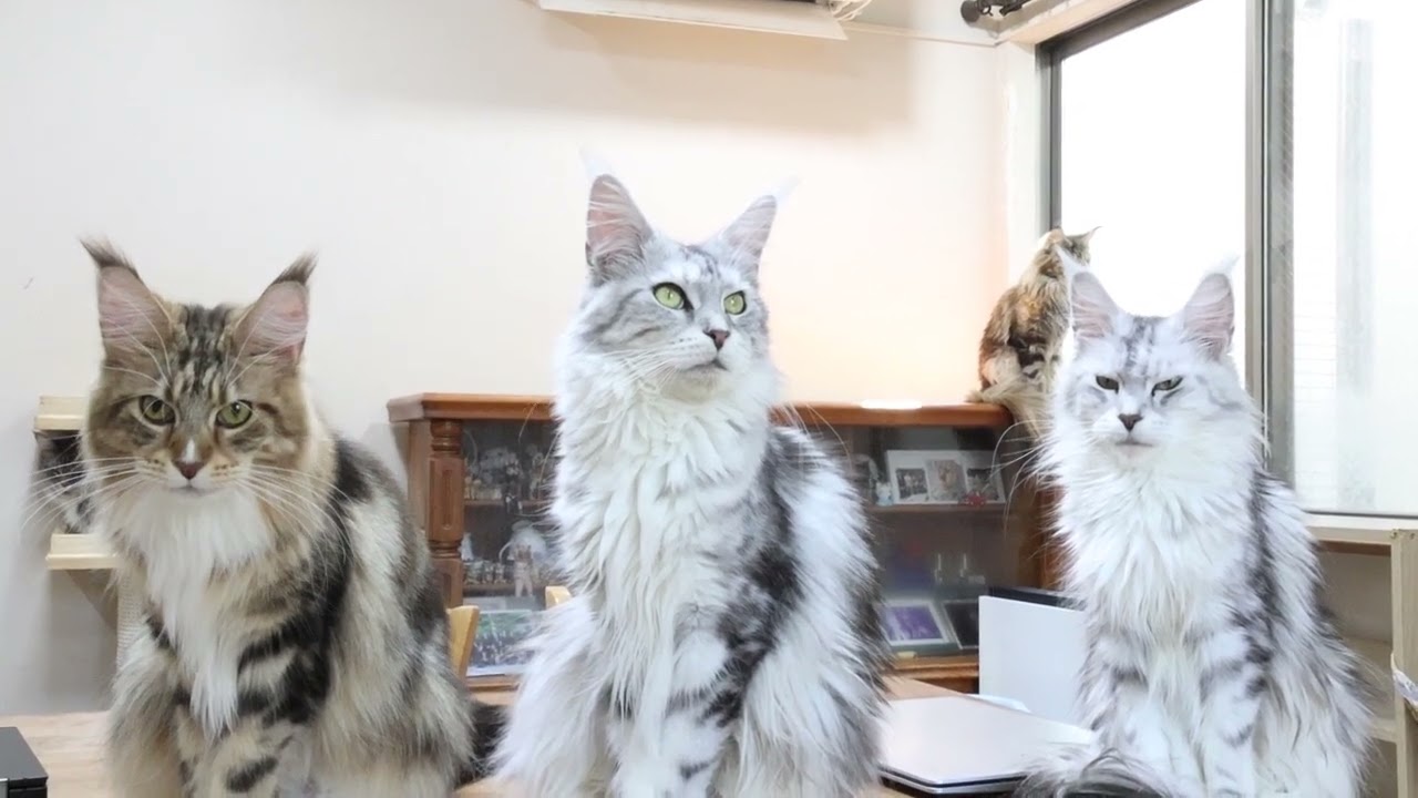 3匹のメインクーンたち