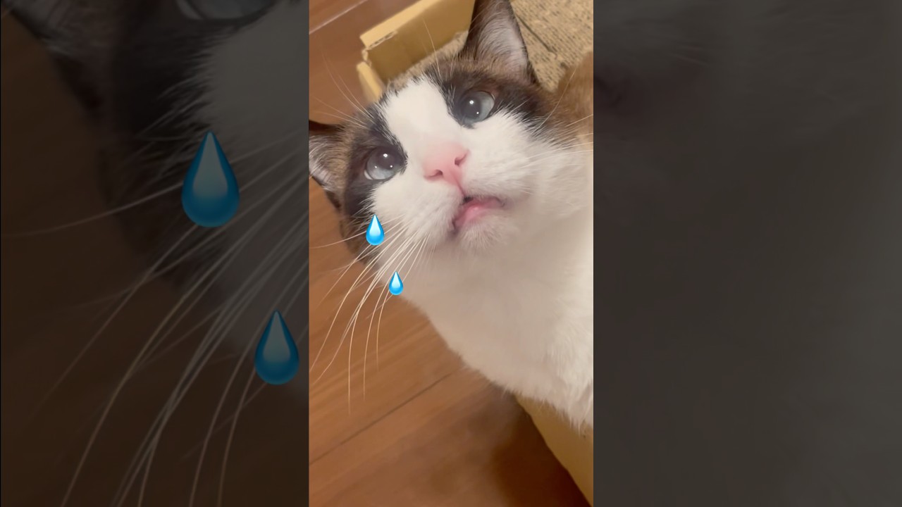 おやつおねだりなスノーシュー猫ケア #ねこ #ねこ動画 #おやつタイム #かわいい猫