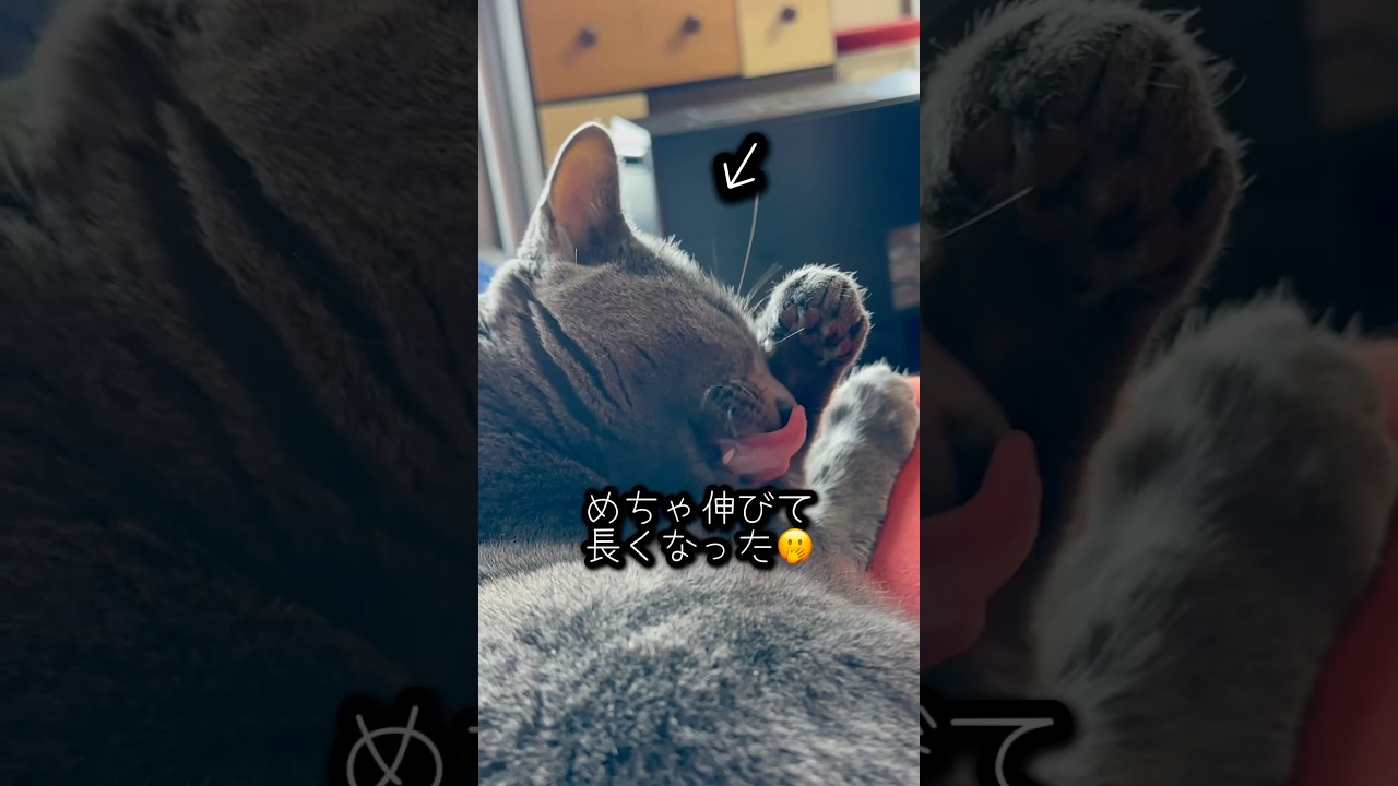 【ロシアンブルー】めろんやっぱり歳とったなあ...😦【猫】#shorts