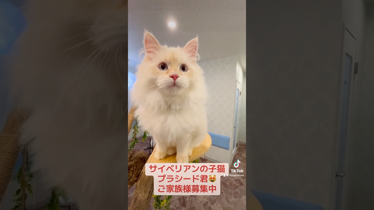 抱っこができる#サイベリアン の#子猫 😻プラシード君🤴珍しいカラー🩷カメオ・クリーム(レッド・シルバー)💖チャームポイントは3点セットのピンク肉球&お耳&お鼻です🩷#ペットショップ