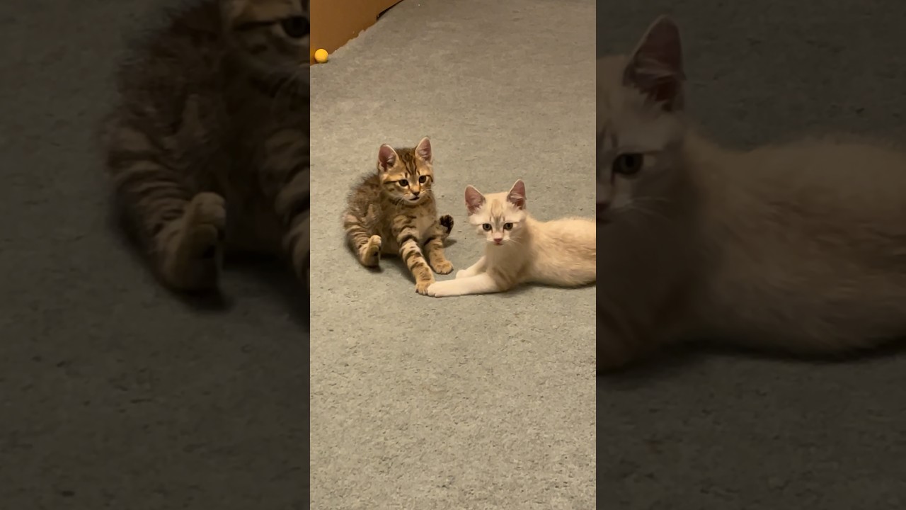 Manx syndrome kitten Bobby in memory