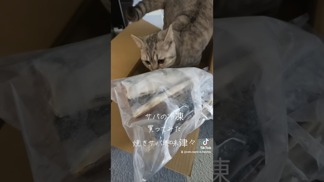 サバと焼きサバ