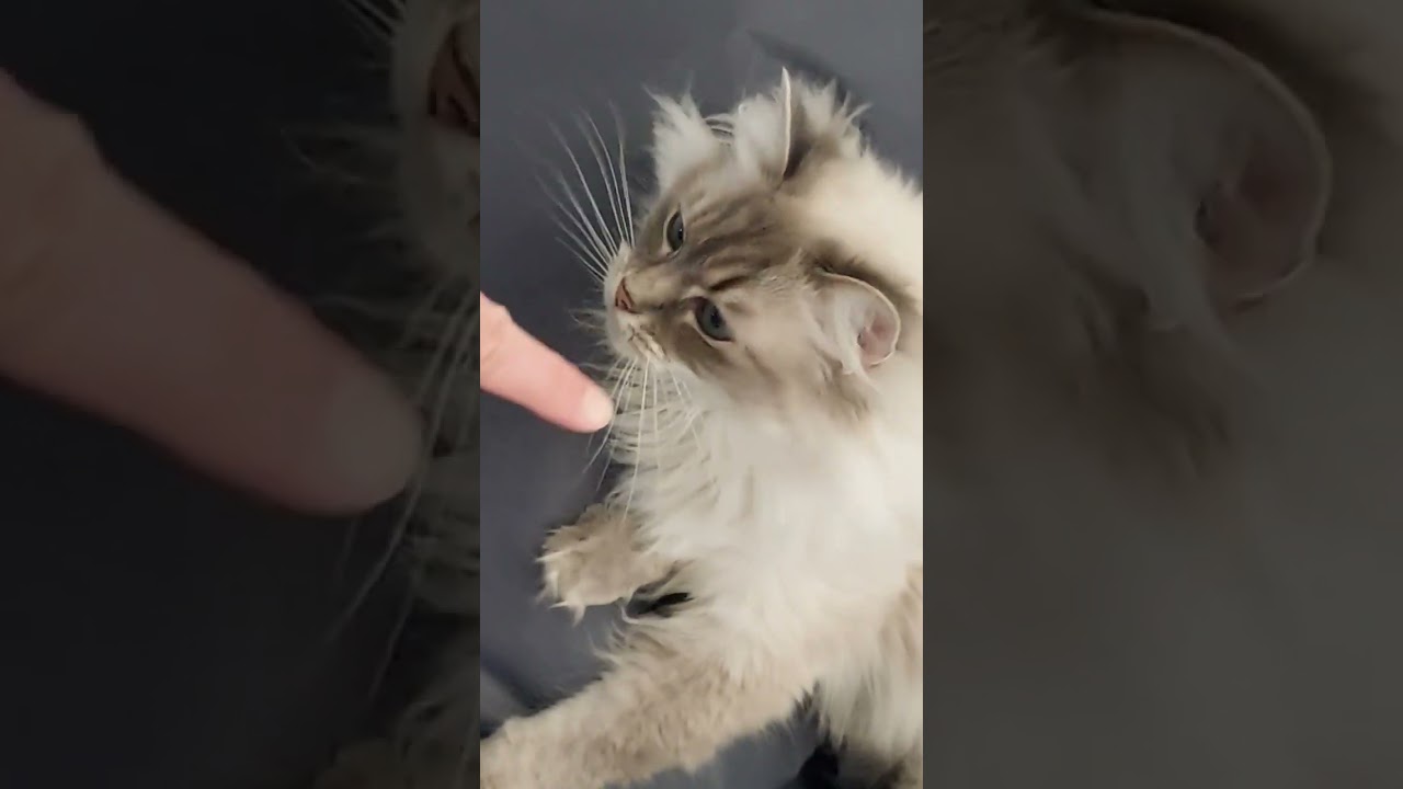 is this the MOST COMFY cat you've ever seen? #ragdoll #cat #funnyanimal #funnycat