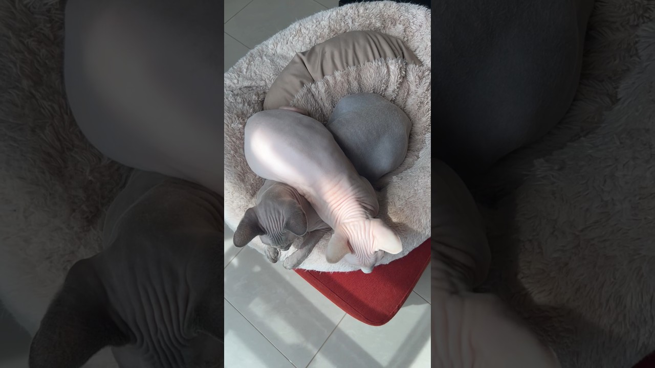 ハートの形を作り出した毛のない猫たち【スフィンクス猫】