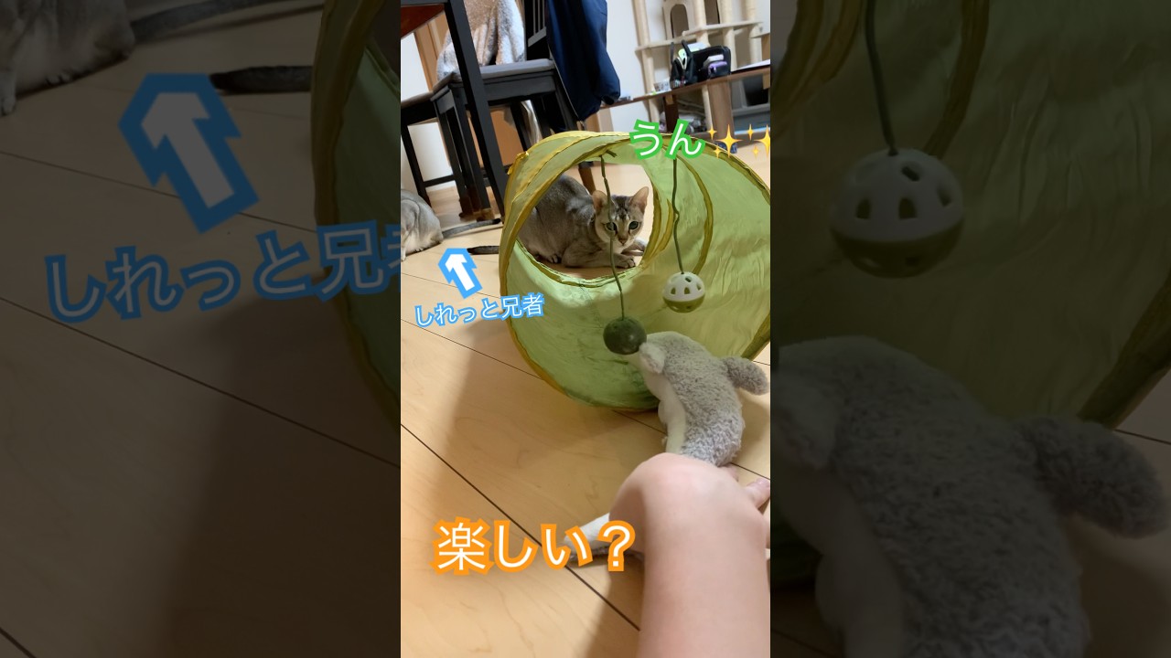 トンネル遊び　#シンガプーラ  #猫のいるくらし