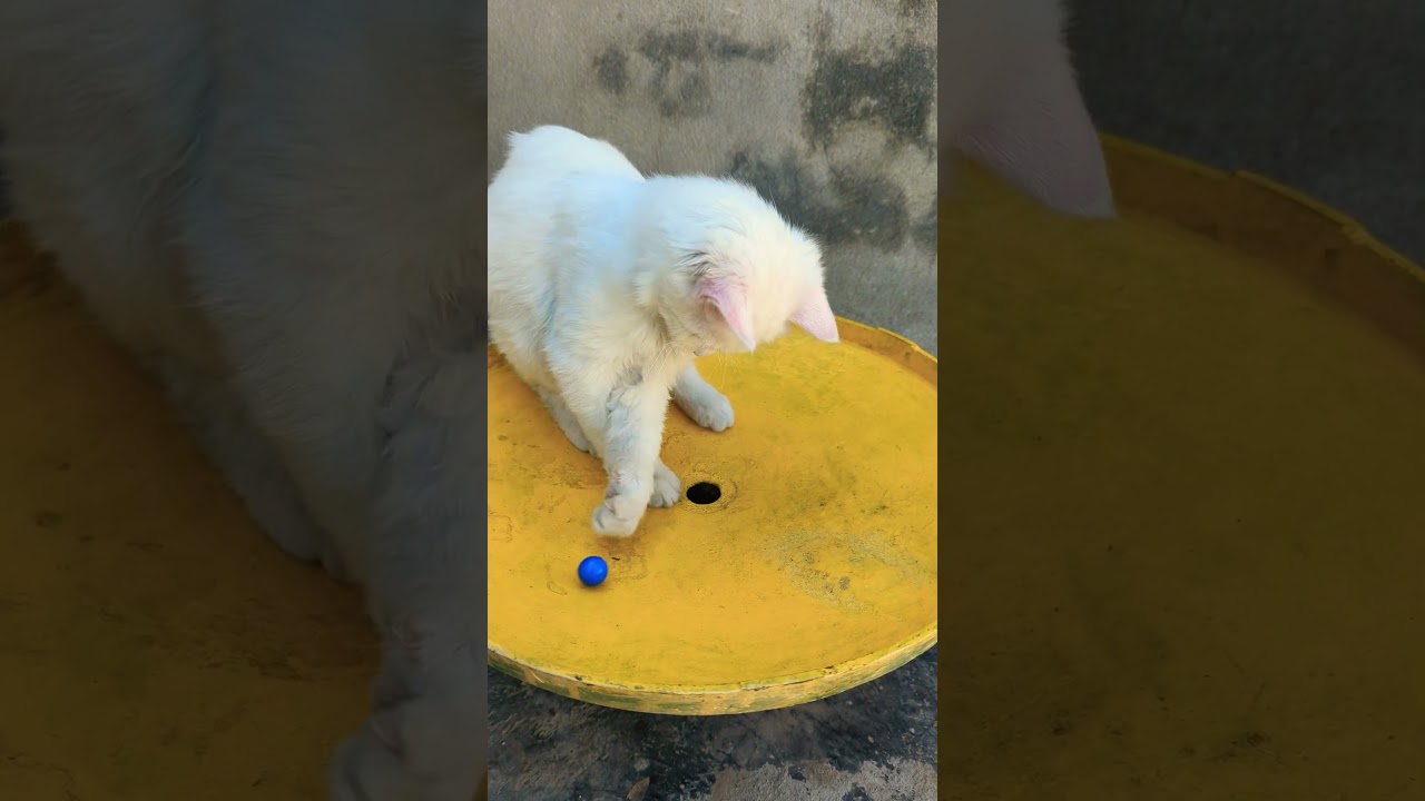 子猫たちがおもちゃとバントンで遊んでいる可愛い瞬間 🐱🎾🐾  #子猫 #おもちゃ #バントン #かわいい #ペット #猫 #猫好き #癒し #猫のおもちゃ #子猫の遊び 🐾🐱🎉