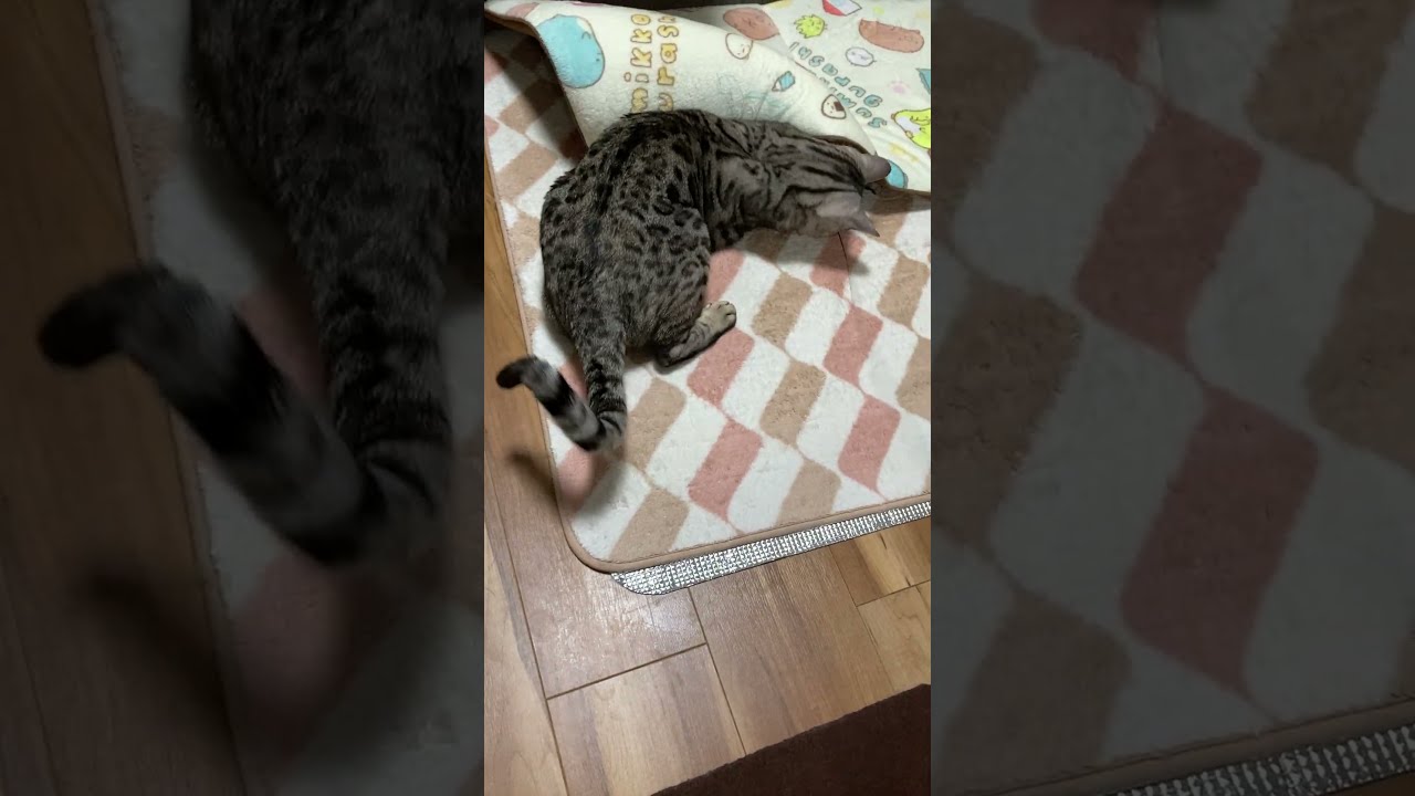 【猫様】ハイテンション＆ローテンションの繰り返しで大忙し！おもちゃに無我夢中！ #animals