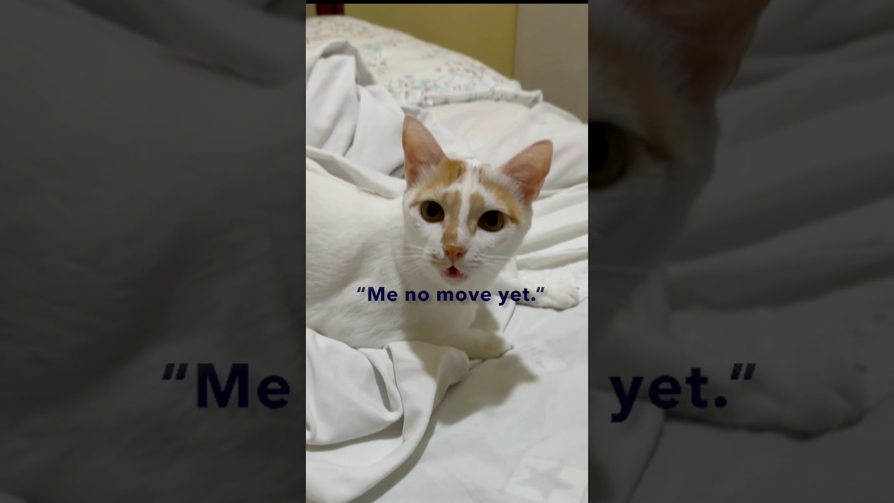 Naughty Japanese Bobtail Cat (いたずら好きな日本のボブテイル猫)