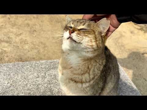 おしゃべりな猫モナカの美声を聴いたらアンコールしたくなる