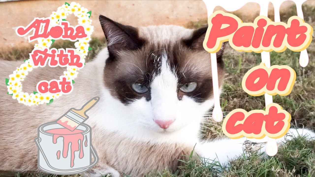 顔にペンキ付けたまま逃げちゃうハワイに住むスノーシュー猫 Cat who ran away with paint on his face