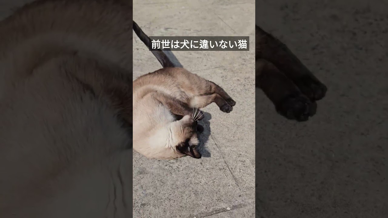 春の訪れを堪能する猫がこちら。 #シャム猫ひおろ #cat