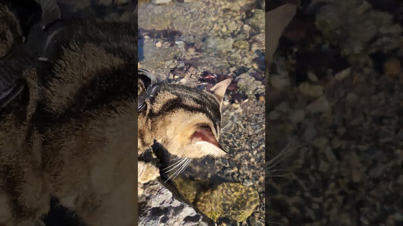 Walk 2.25.25 | Kimahri Explores A Creek After Snowmelt VII | Cox Arboretum #bengalcat  #mud #hiking