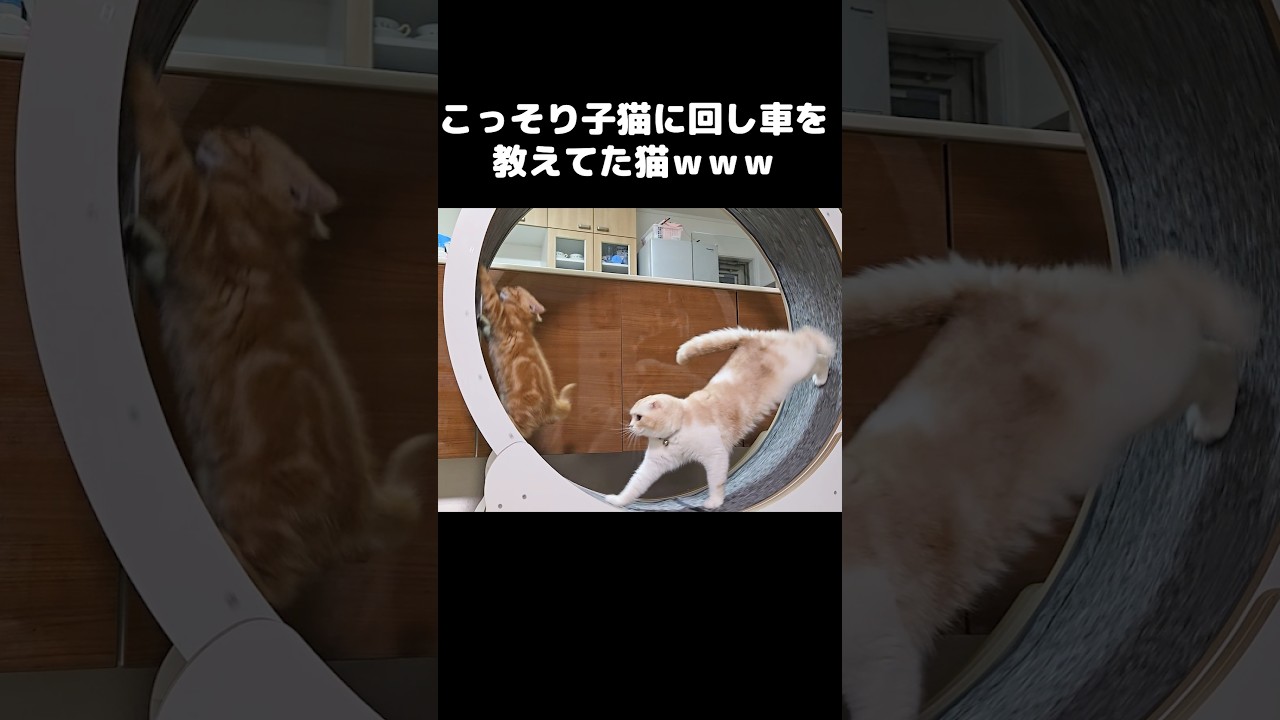 こっそり子猫に回し車を教えてた猫がこうなった...笑#shorts