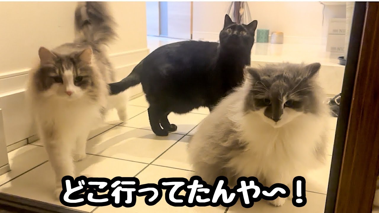 ノルウェージャンフォレスト留守番！待ちわびて派手にお出迎えしてくれたw