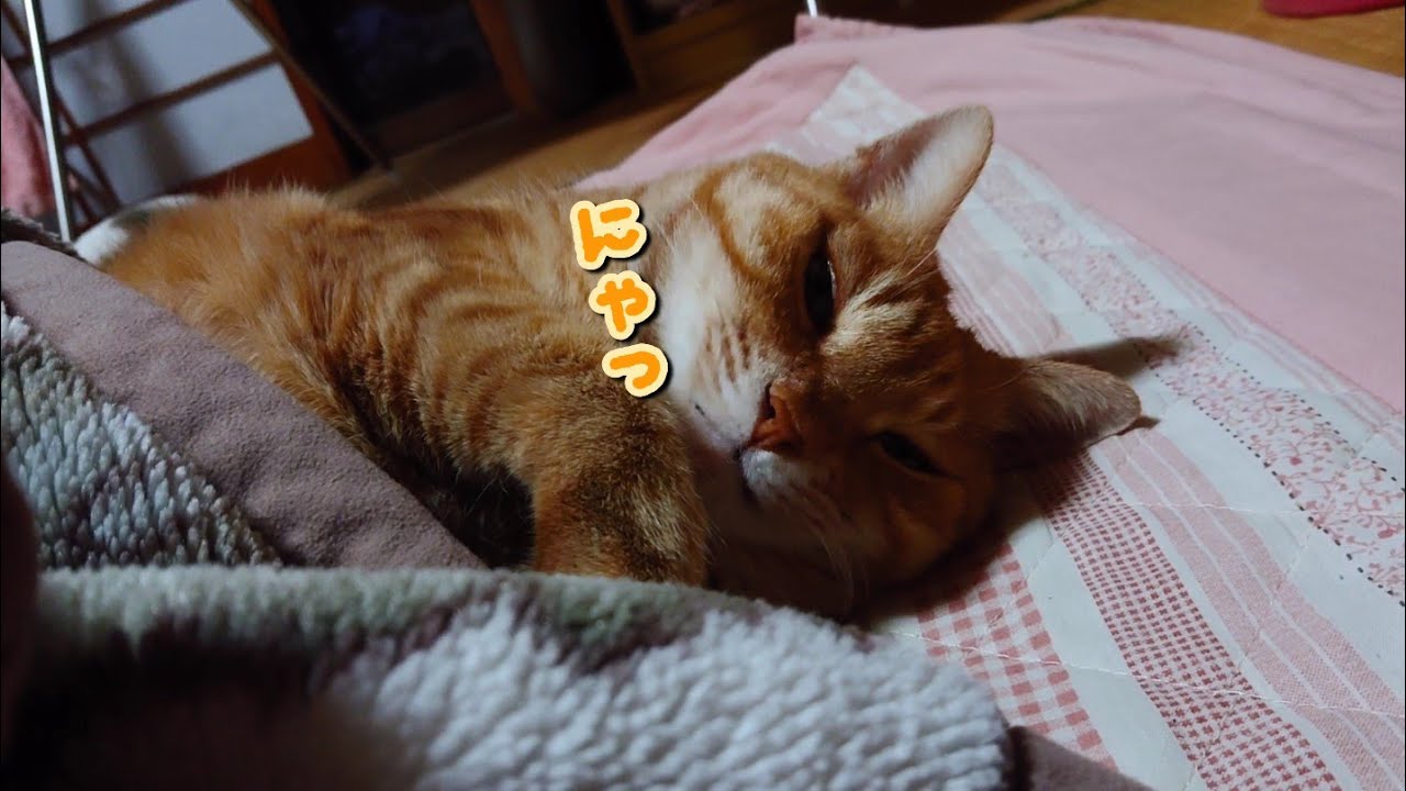 今にも寝てしまいそうな茶トラ猫さんを呼ぶ声が聞こえる #猫 #ネコ #ねこ #茶トラ #まるどら #猫動画