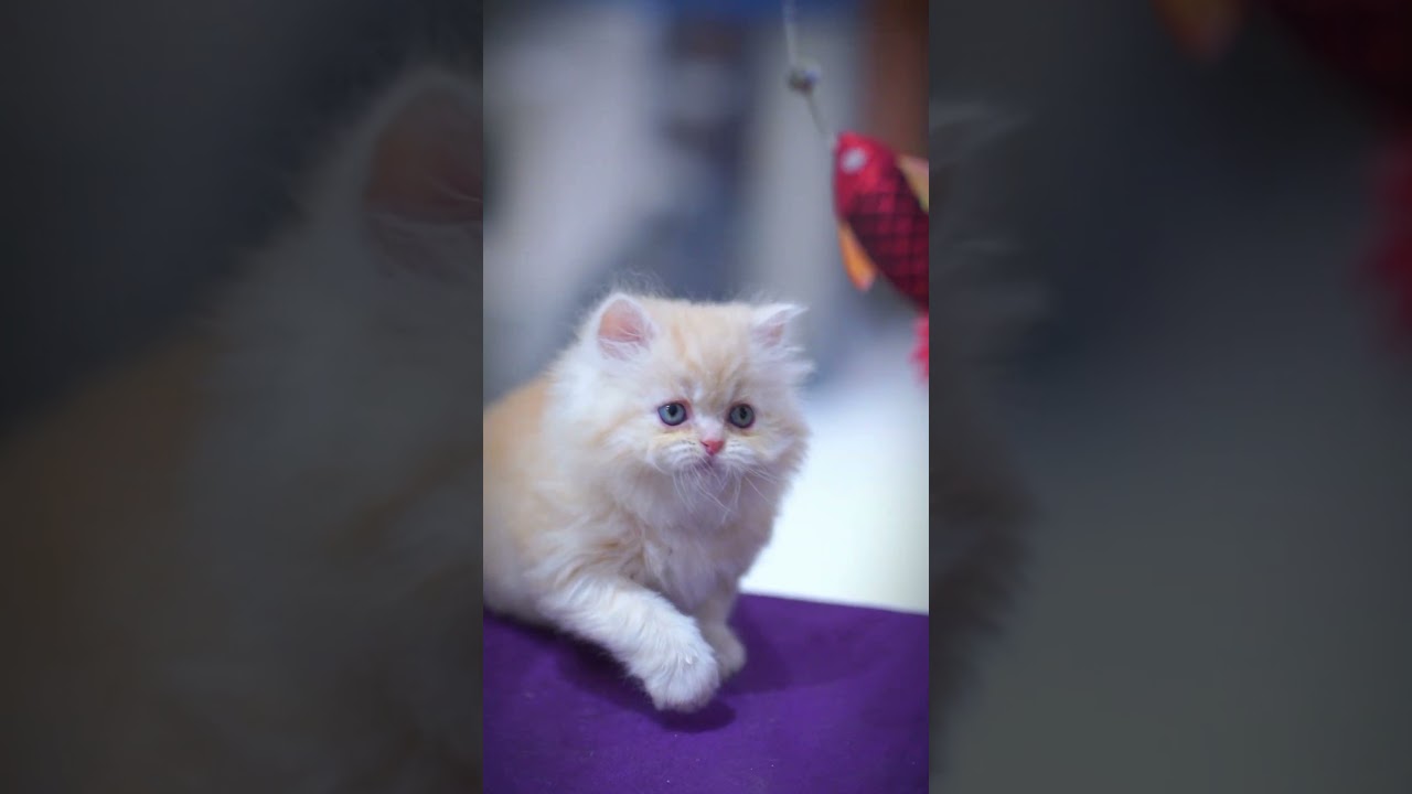 "Grace, beauty, and a heart-melting gaze—this little one is pure enchantment!" ❤️#KittenGoals