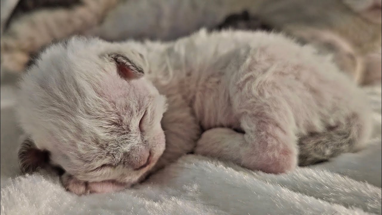 Adorable Devon Rex Kitten