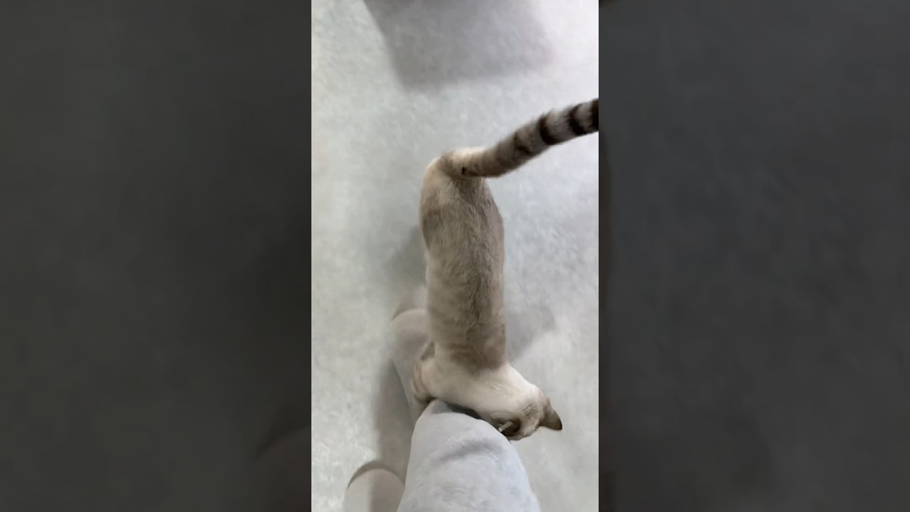 ストーカーに付き纏わられてます　#シャムトラ #元保護猫 #シャムミックス  #cat #猫耳 #kitten  #猫耳 #siamesemix