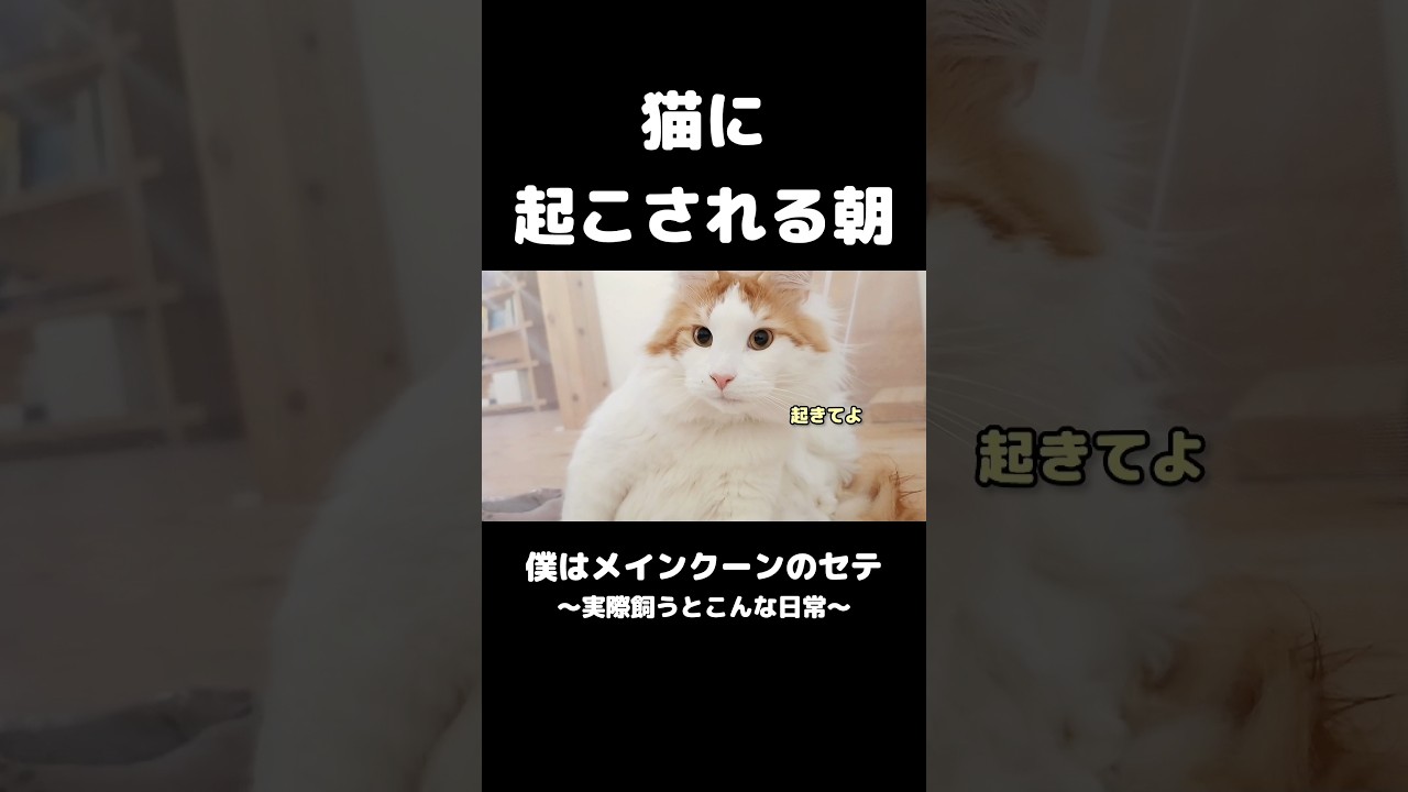 寝起き猫な生活 #メインクーン #猫 #ねこ #猫のいる暮らし #猫のいる生活 #mainecoon #cat